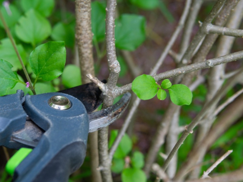 How to prune Wisteria