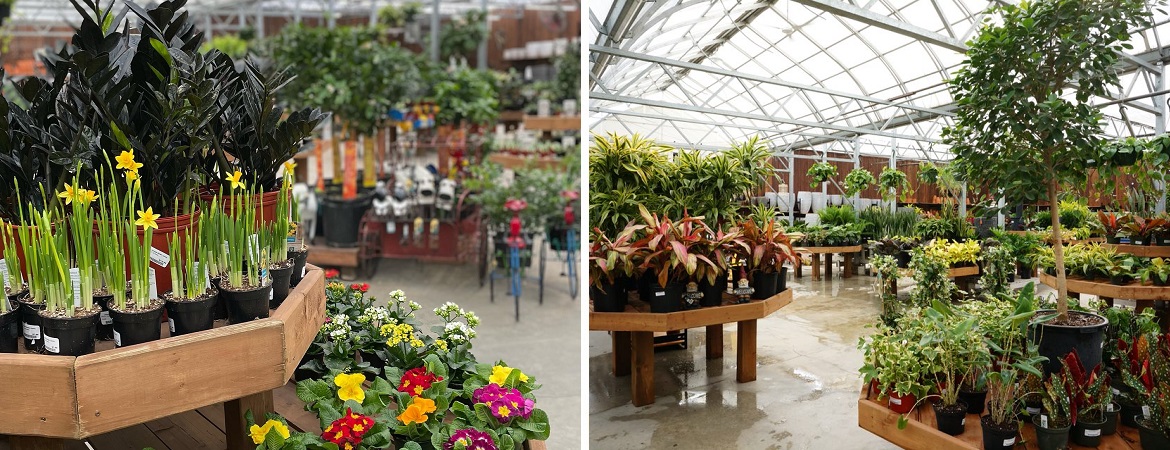 Buy House plants near Winnipeg | Lacoste Garden Centre