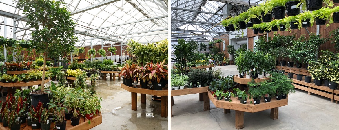 Tropical plants Winnipeg