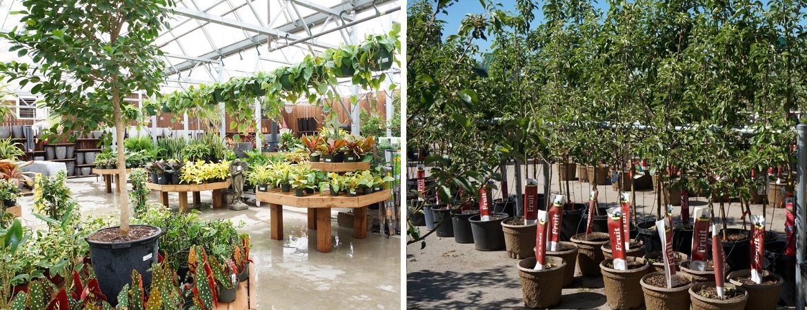 Buy trees near Winnipeg at Lacoste Garden Centre