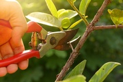 How to Choose the Right Pruning Shear?