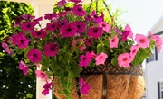 How to Let Your Hanging Basket Thrive During the Season?