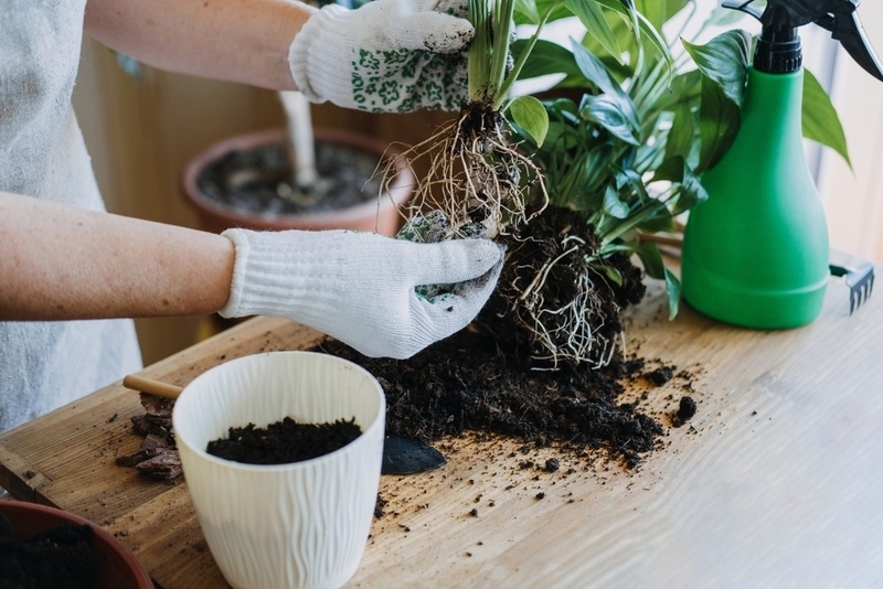 https://www.lacostegardencentre.com/files/images/misc/how-to-repot-tropical-plants-1000x667-624e7ec296ddb_n.jpg?utm_source=chatgpt.com