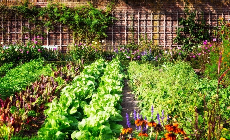 Veggie garden deals