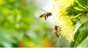 Which Plants Attract Pollinators?