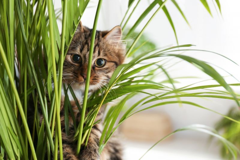 10 Non-Toxic Indoor Plants if You Have Pets