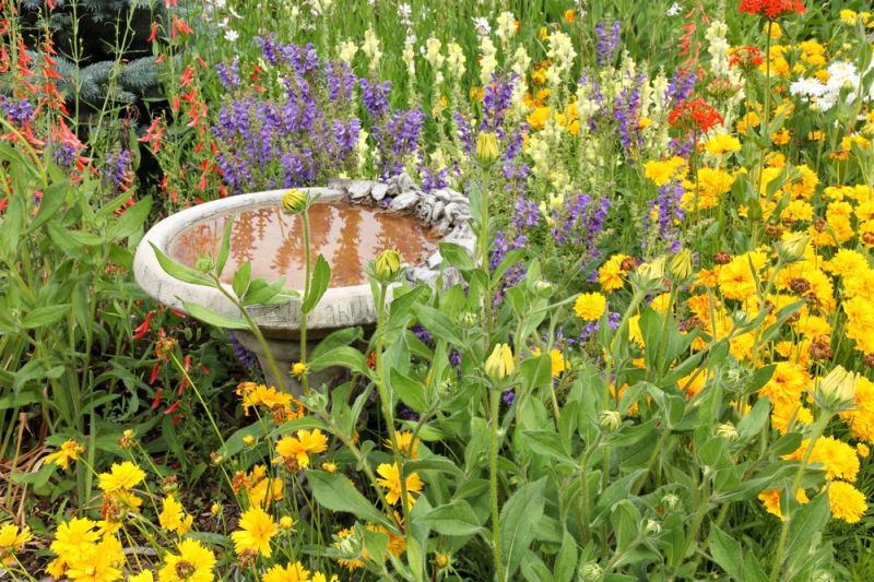 15 Garden Tips for August