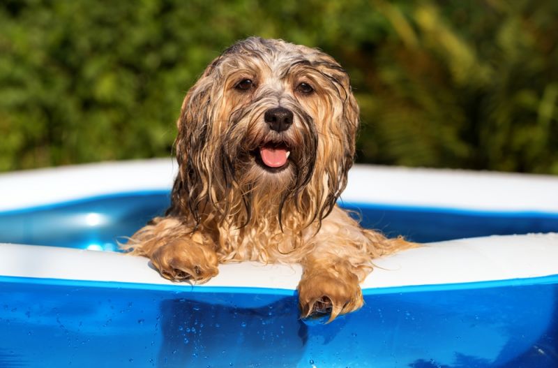 15 Top Tips to Keep Your Pets Cool in Summer