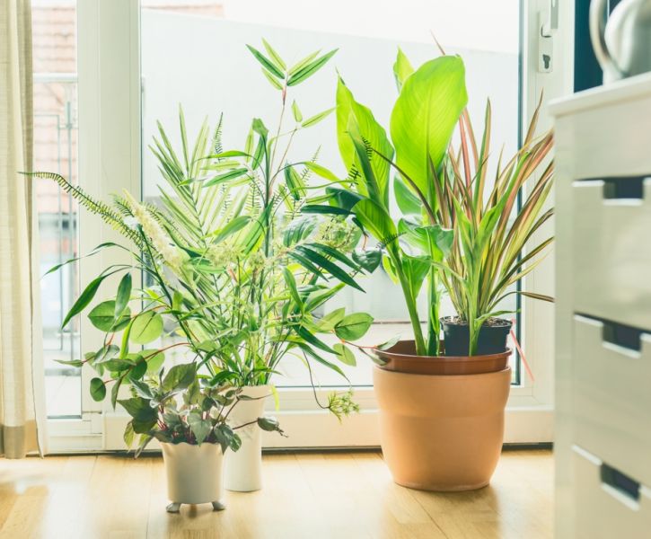 3 Houseplants That Are Good for Your Health