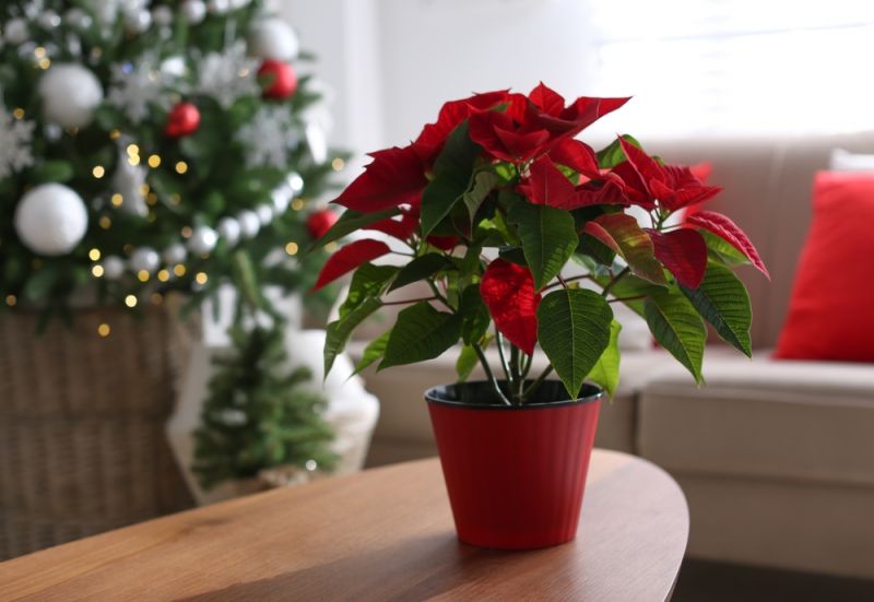 Indoor christmas flowers deals