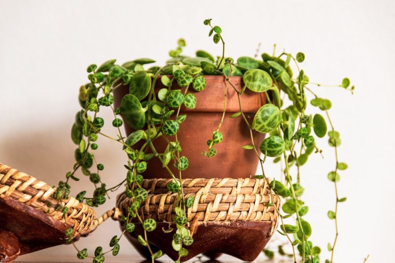 5 Beautiful Indoor Hanging Plants - Lacoste Garden Centre webshop