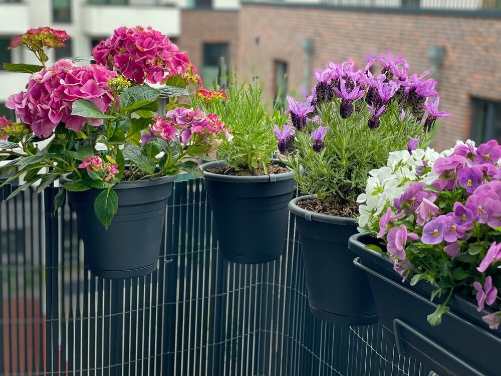 5 Great Planting Ideas for Balconies - Lacoste Garden Centre webshop |  Winnipeg