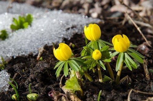 Monday Mood-Boosting Gardening Tips