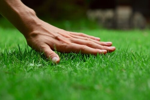 Lawn turf deals