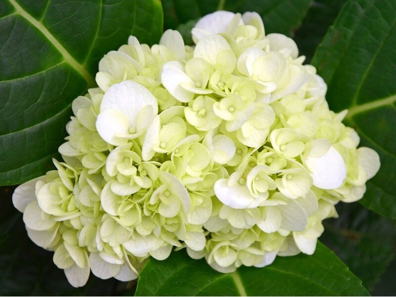 8 Reasons to Plant Hydrangeas