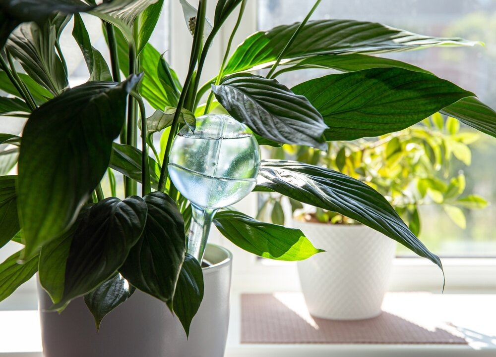 Are Watering Globes Good for Your Houseplants? - Lacoste Garden Centre  webshop | Winnipeg