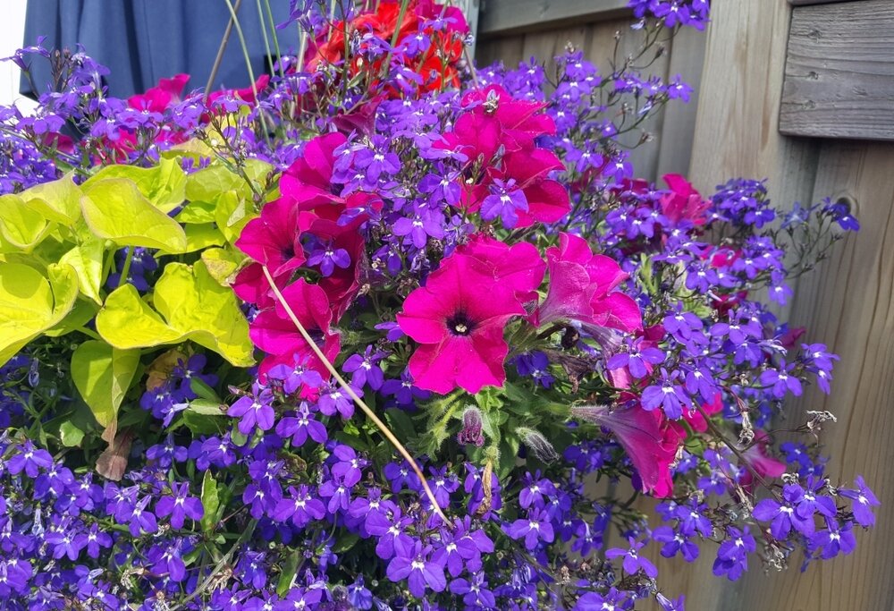 Best Flowers to Grow in a Hanging Basket - Lacoste Garden Centre webshop |  Winnipeg