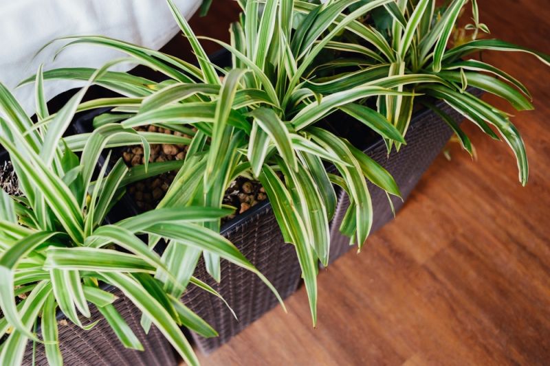 Vittatum spider plant