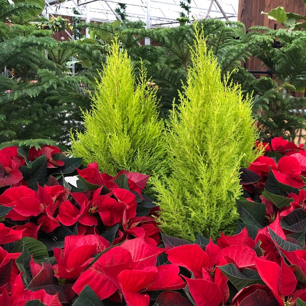 Christmas Plants With Red Colours