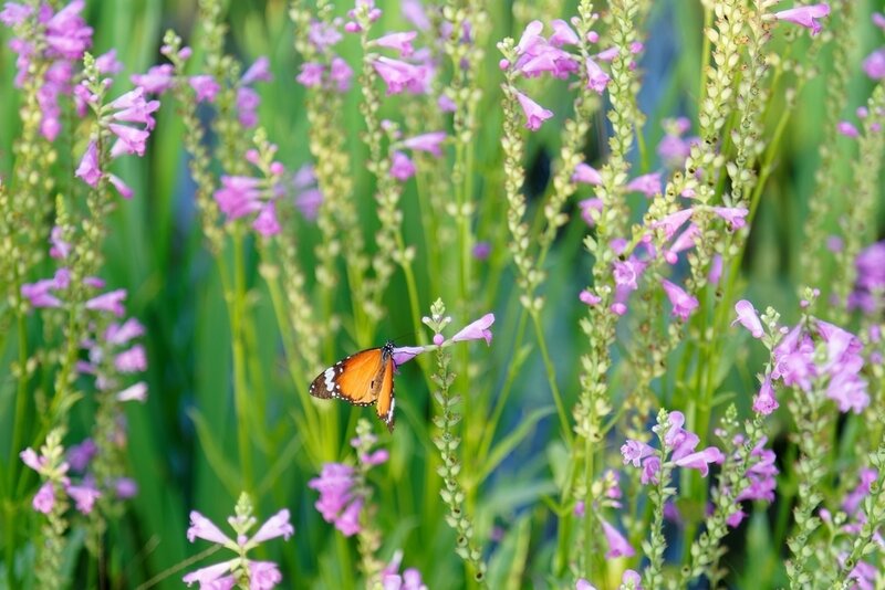 Create a Pollinator Garden