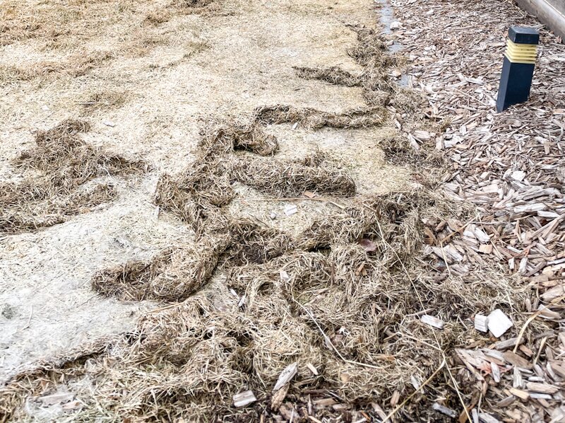 How to Deal with Vole Damage in the Lawn