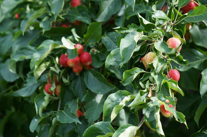 Fruit Trees for Your Garden