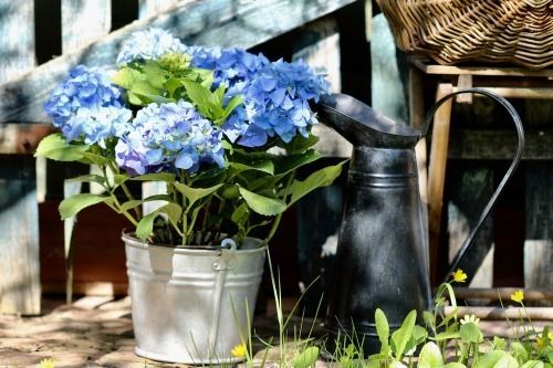 Garden plant of the month: Hydrangea