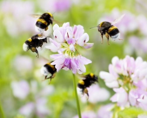 Give Bees a Boost