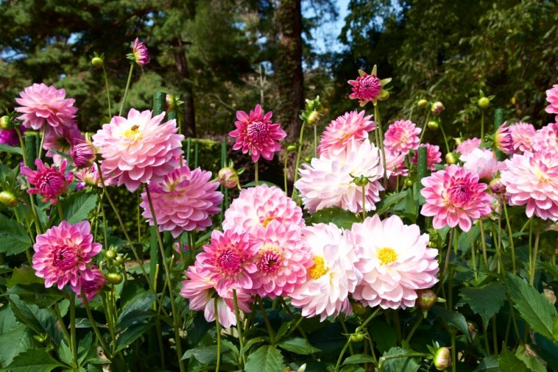 Growing Dazzling Dahlias - Lacoste Garden Centre webshop | Winnipeg