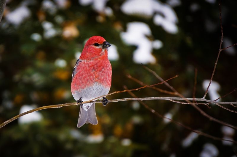 Help your Garden Birds