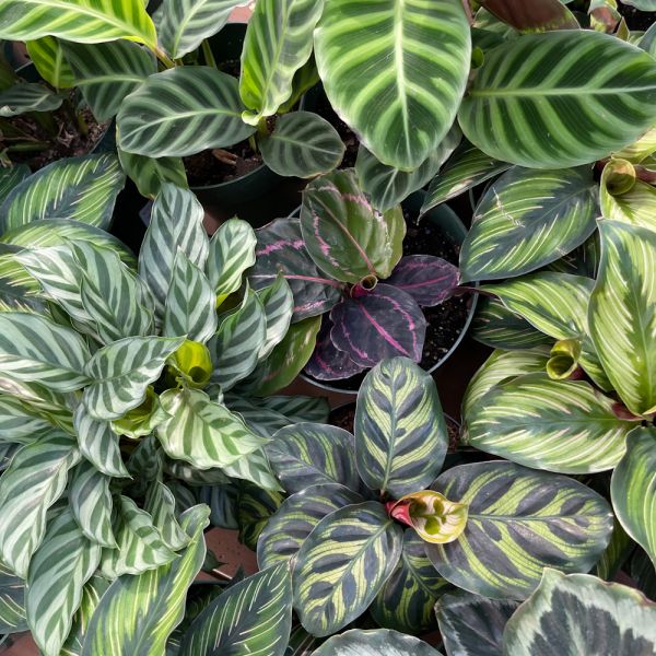 Houseplant Calathea