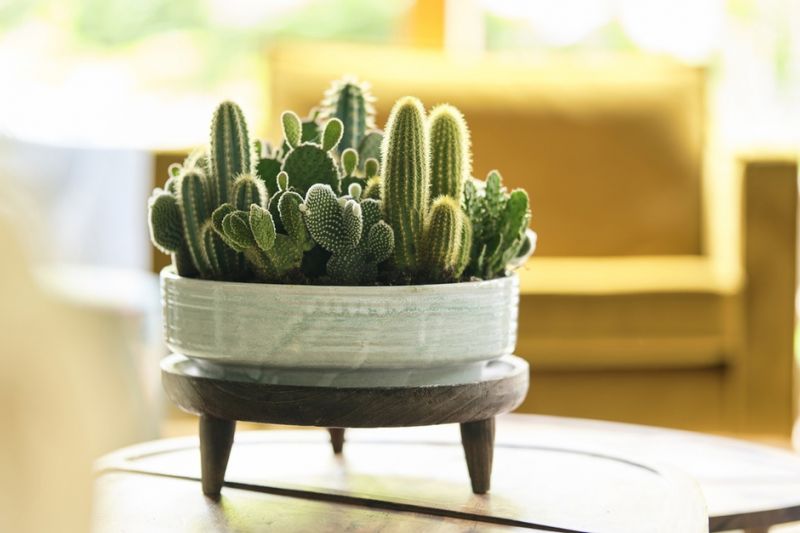 Houseplant of the Month: Cacti