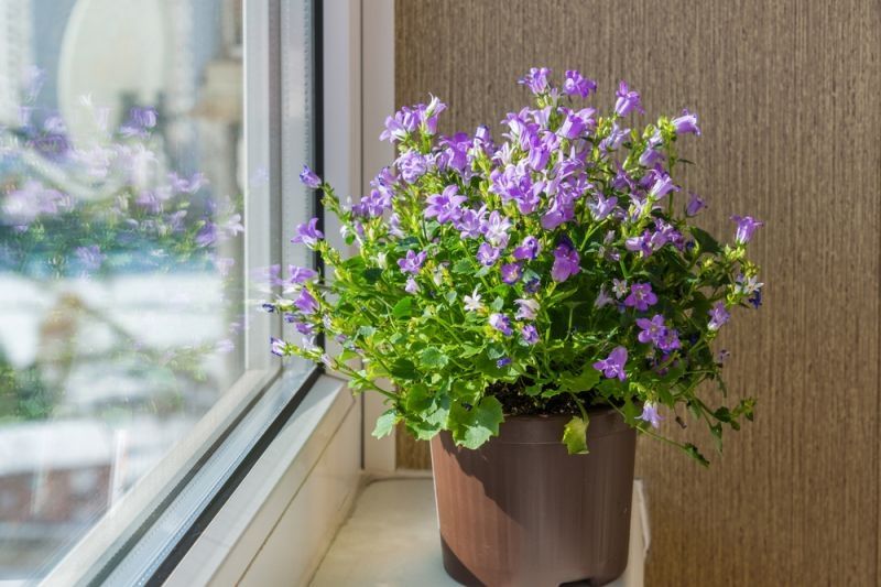 Houseplant of the month: Campanula
