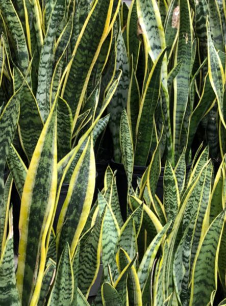 Houseplant of the month: Sansevieria