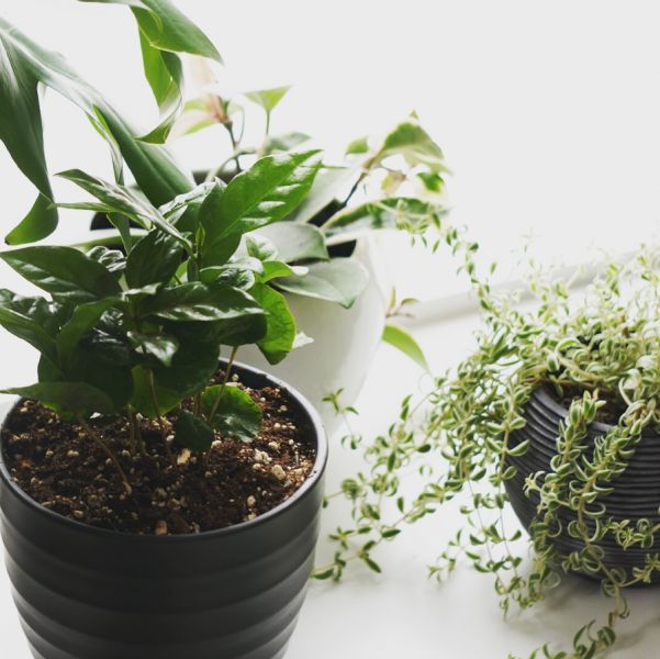 How To Care for Houseplants