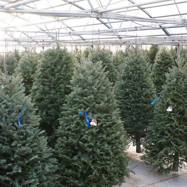 How to Choose the Perfect Christmas Tree - Lacoste Garden Centre webshop  Winnipeg