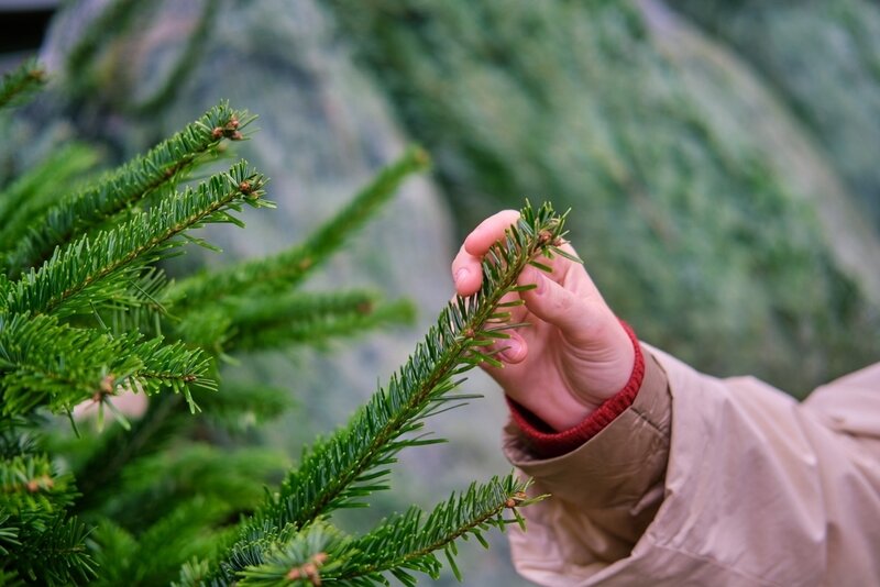 How to Choose the Perfect Christmas Tree