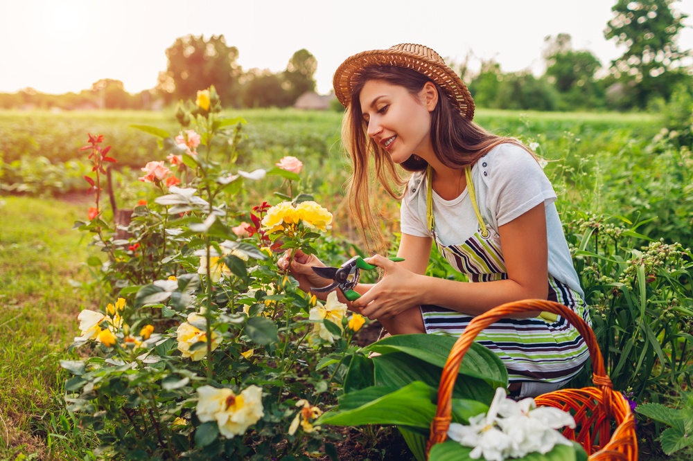 How to create a cut flower garden - Lacoste Garden Centre webshop