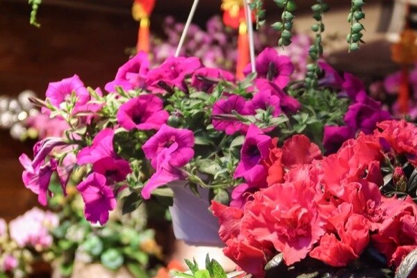 How to Fertilize Hanging Baskets
