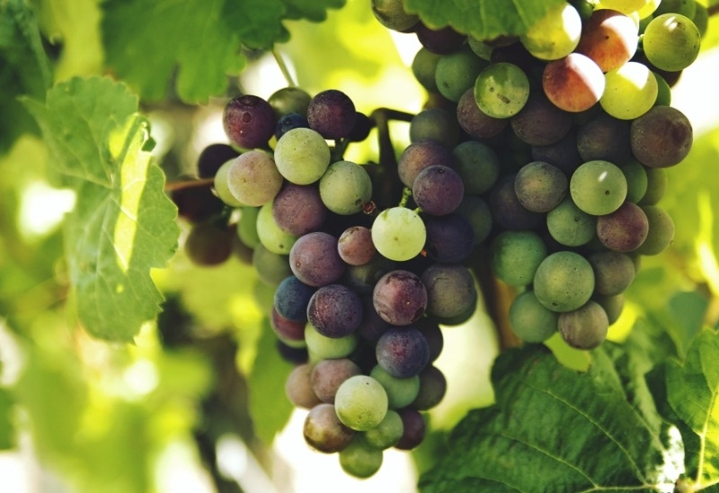 How to Grow a Grapevine Lacoste Garden Centre Winnipeg