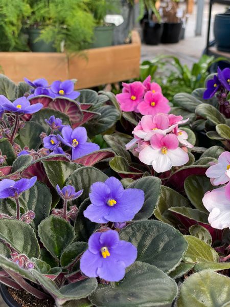 How to Grow African Violets