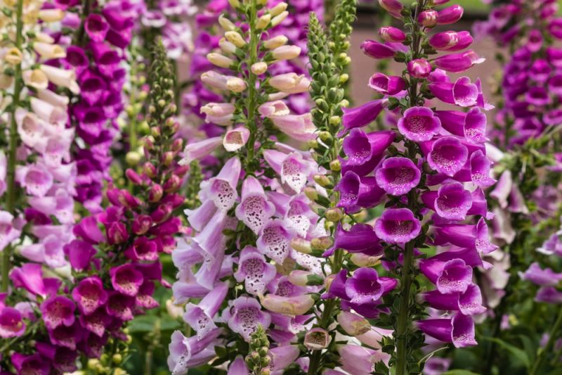 How to Grow Foxgloves