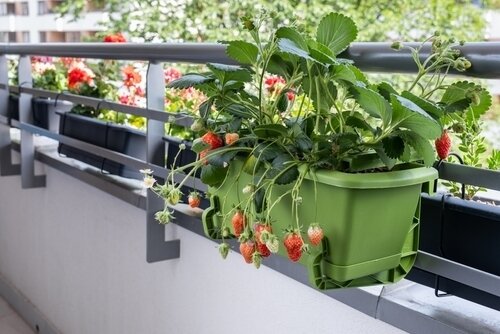 How to Grow Food on Your Balcony