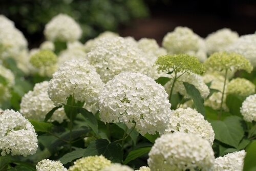 Hydrangea deals