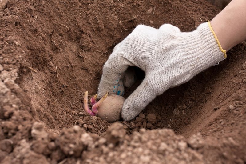 How To Grow Potatoes