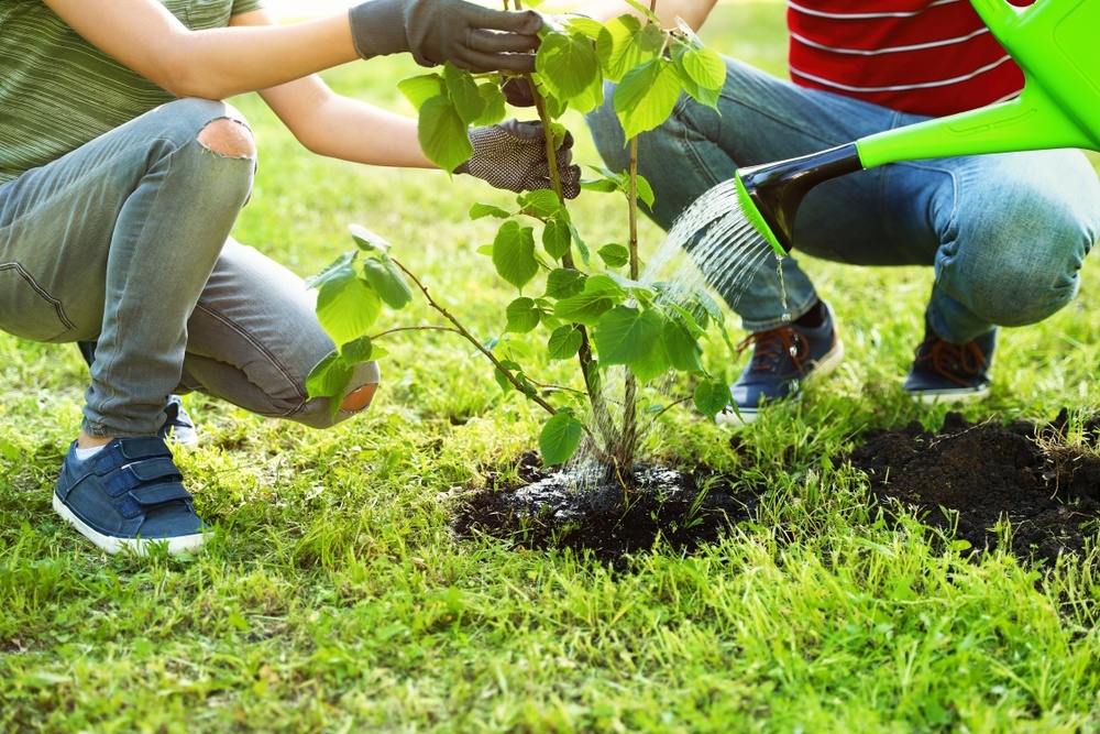 How to plant a tree - Lacoste Garden Centre webshop | Winnipeg