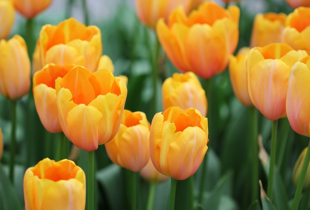 How to plant spring bulbs Lacoste Garden Centre Winnipeg