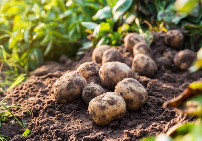 How to Sow and Grow Maincrop Potatoes