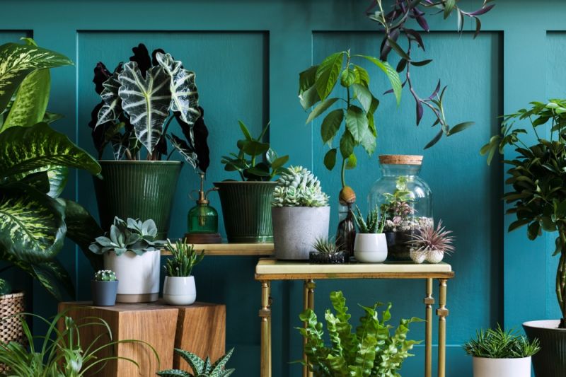 How to take care of house plants and tropical plants during winter?