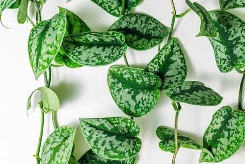 How to Train Your Climbing Houseplant